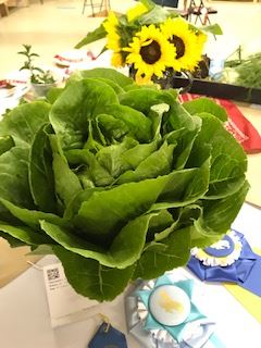 Beautiful head of lettuce